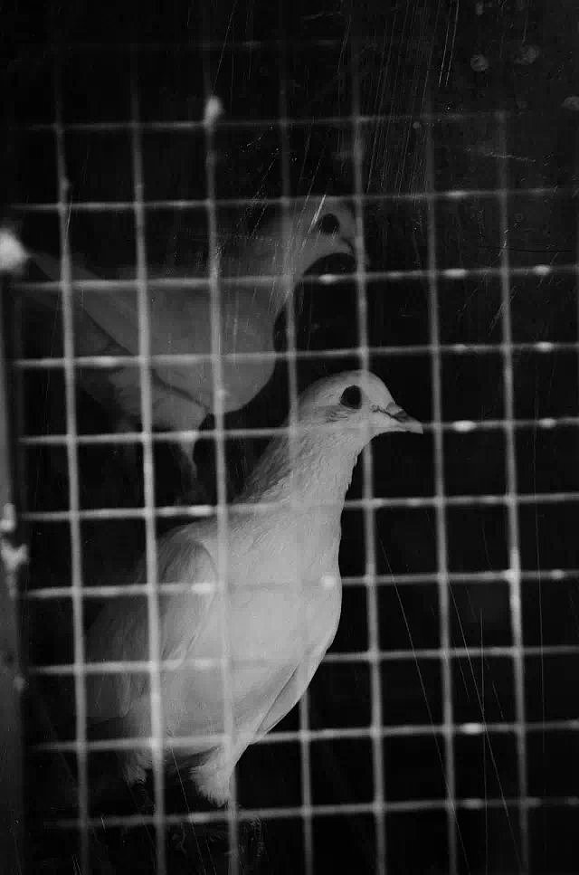 粑粑楼顶的鸽笼