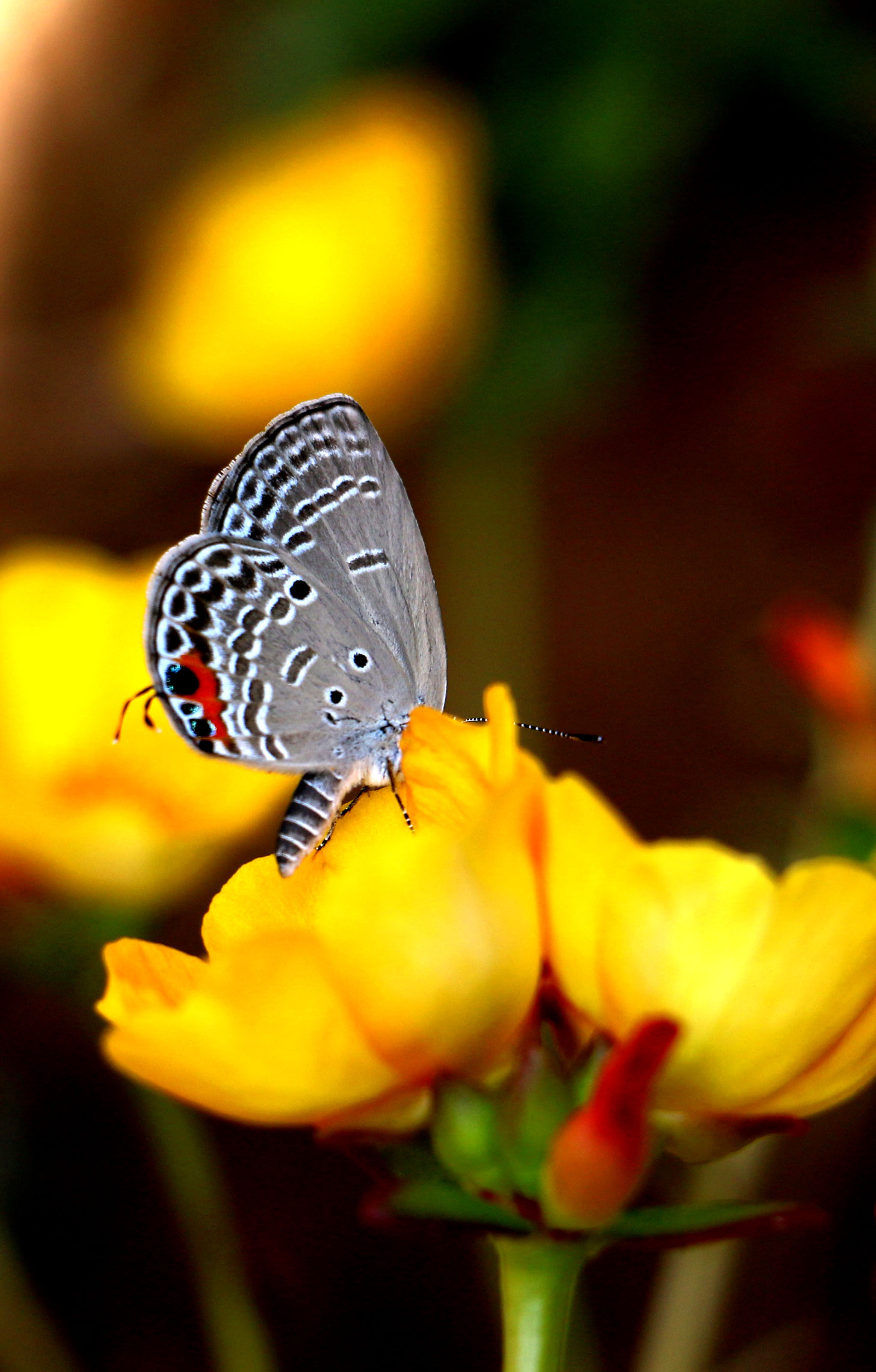摄影作品 景 蝴蝶 鸟