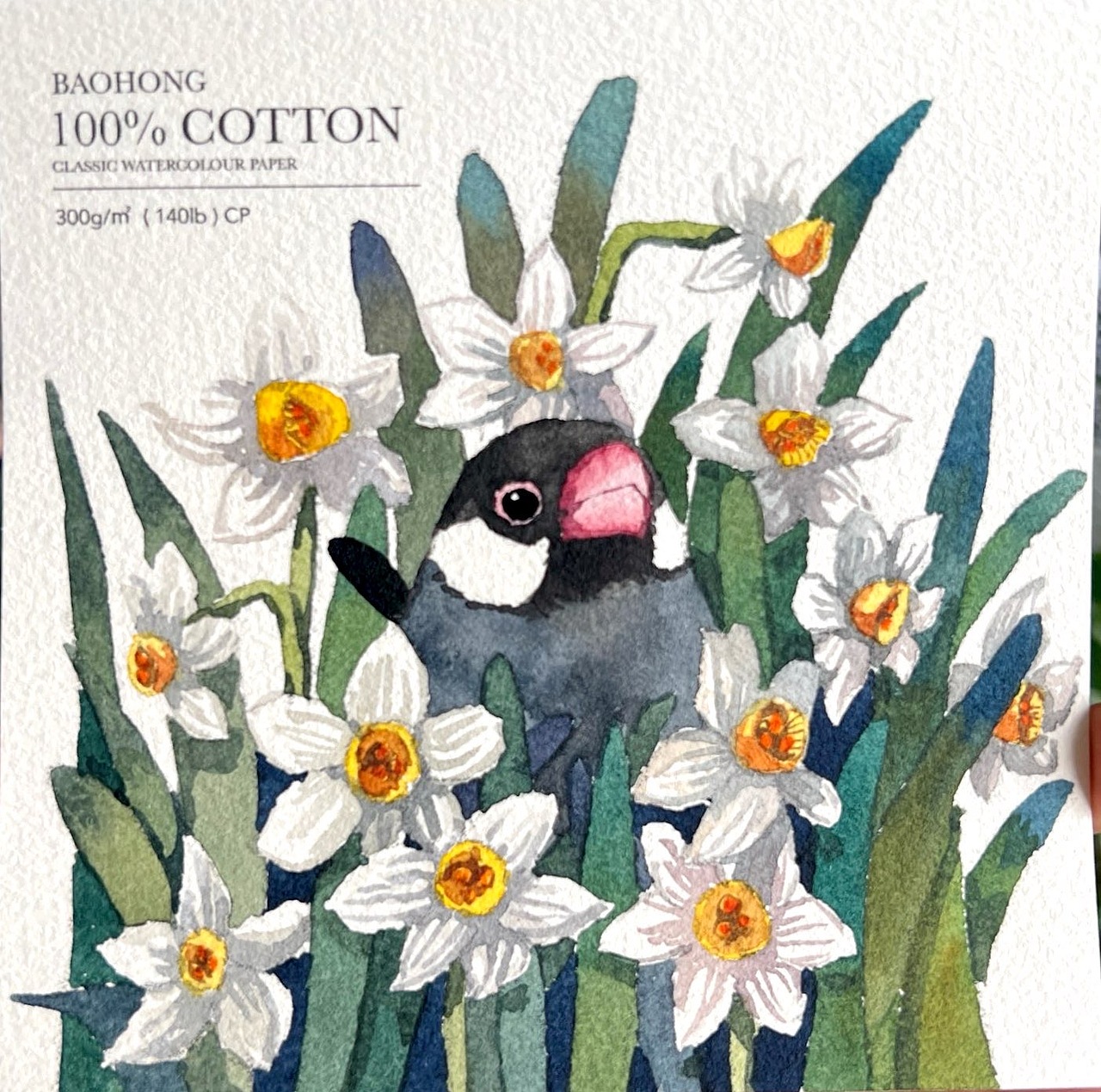 水彩花鸟插画第二弹(方形