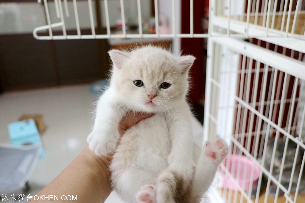 2英短乳白色公二黄