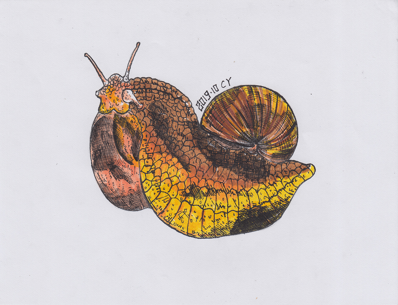 #胖子昆虫系列#