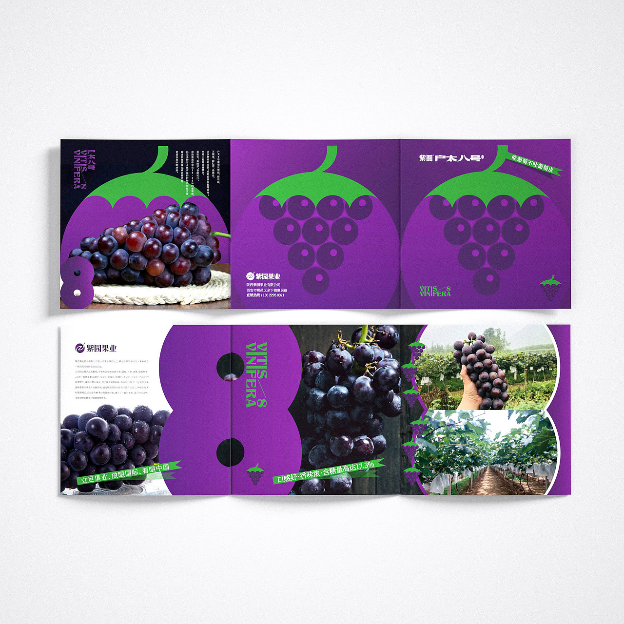 紫圆户太八号—吃葡萄不吐葡萄皮|@安設計