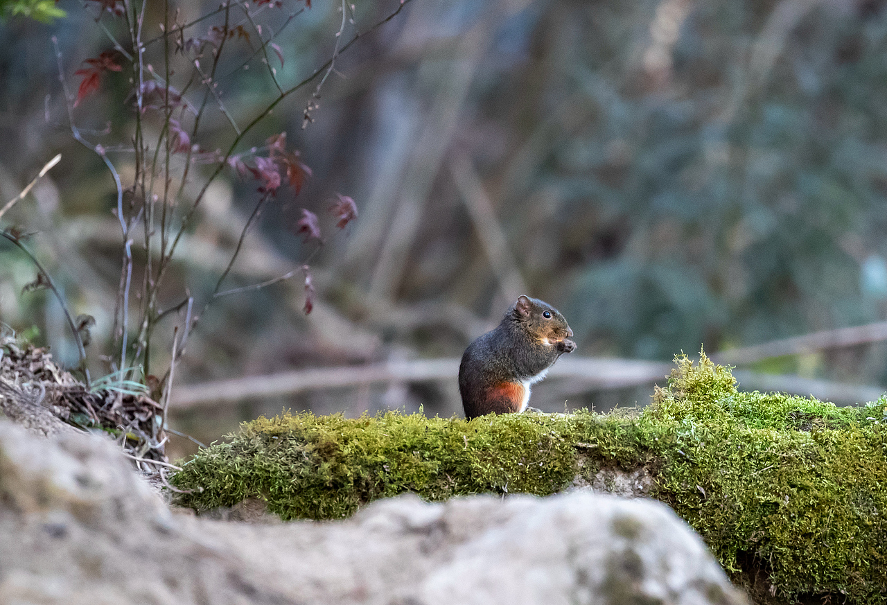 2019年2月5日,在金佛山景区拍摄的觅食的松鼠。