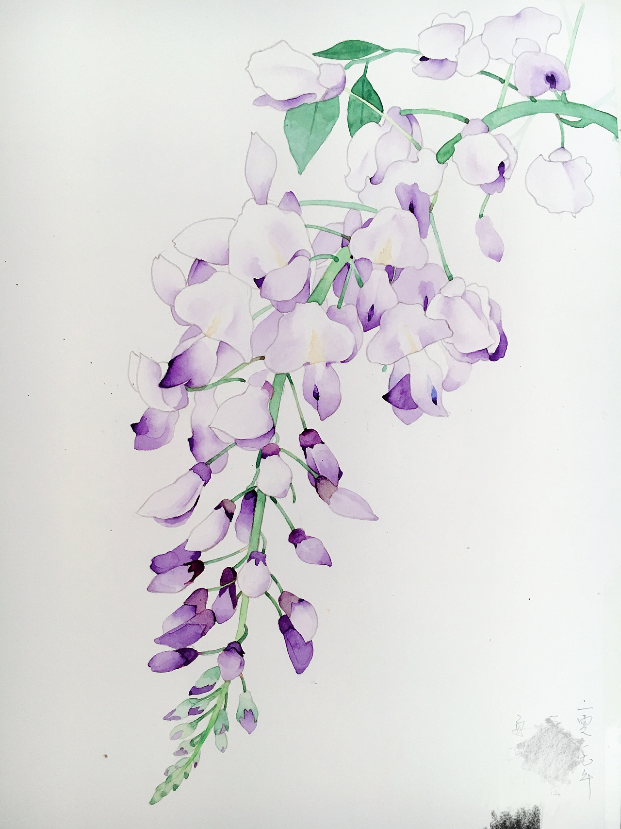 紫藤花手绘壁纸-千图网