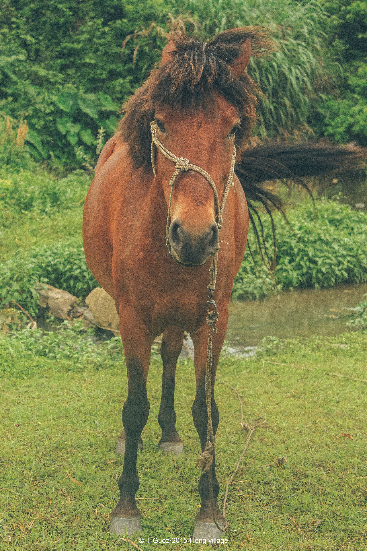 摄影游记-徽州古镇西递宏村（图ZMTMzODYyNDA4） - 环境/建筑摄影 - 站酷设计师T_Groz果子原创素材 - 站酷ZCOOL