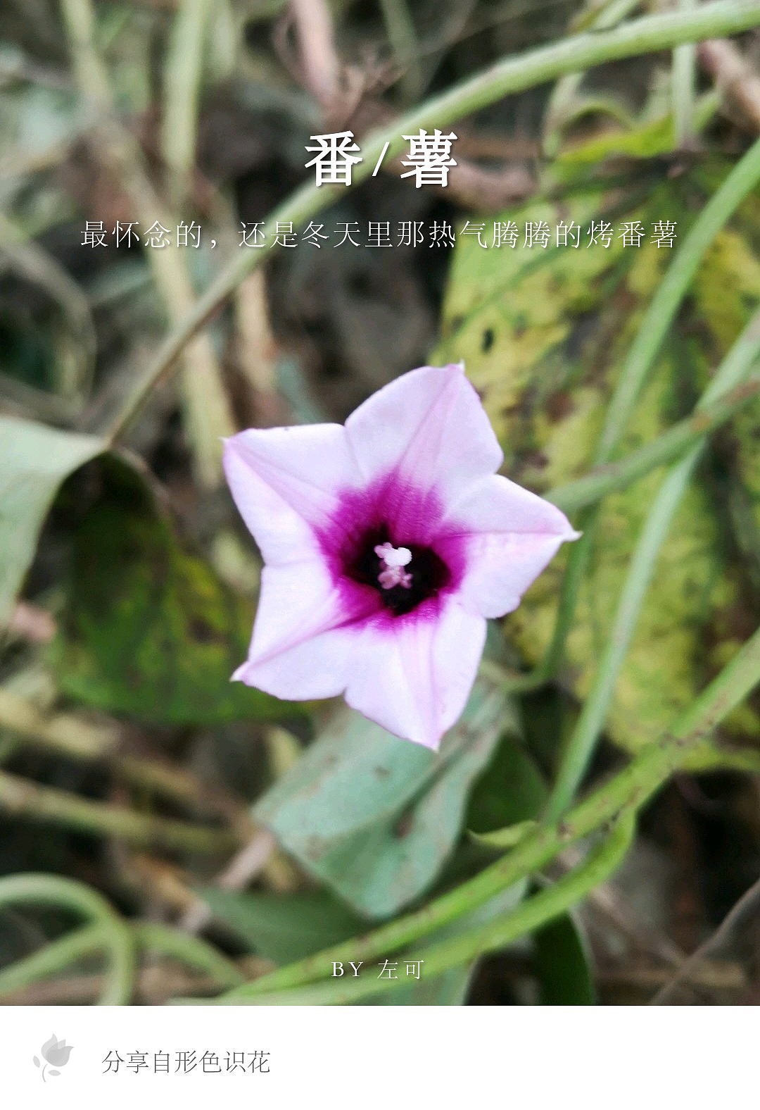 绿植花型一览（图ZMTM2MDM4ODE2） - 产品摄影 - 站酷设计师左I可原创素材 - 站酷ZCOOL