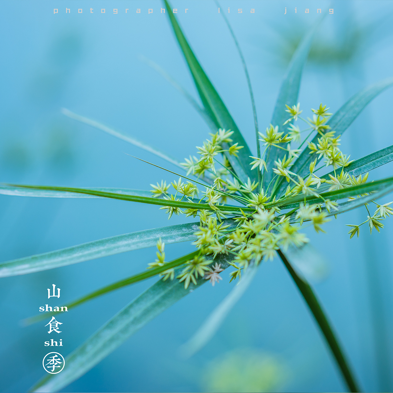 小品四季（图ZMTA4NTgyNjA4） - 产品摄影 - 站酷设计师挲lisa原创素材 - 站酷ZCOOL