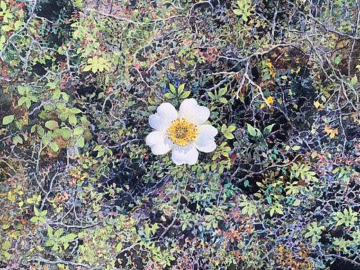 野玫瑰的香味你是否闻到