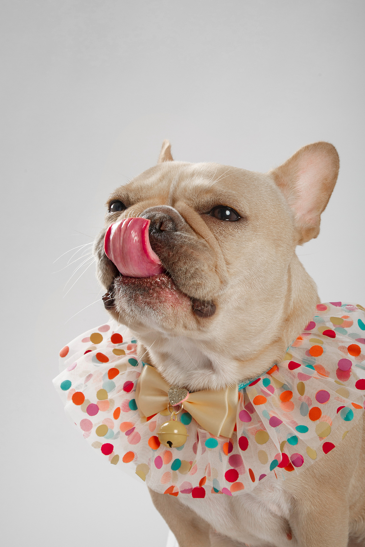 【動物照相館】合集