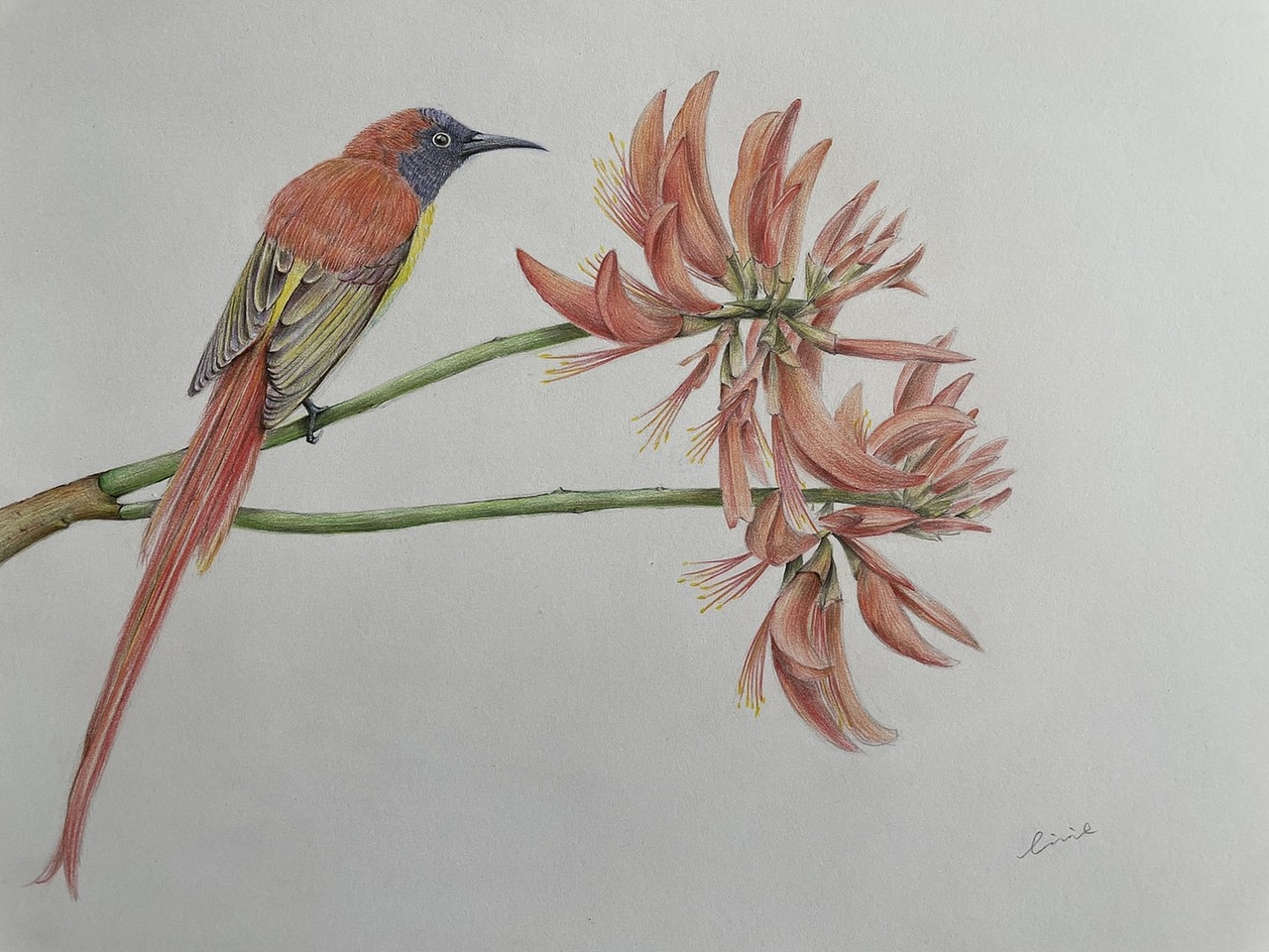 火尾太阳鸟&刺桐花