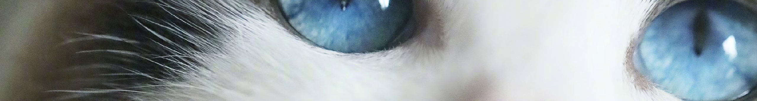 盡然有貓的個(gè)人主頁(yè)（封面預(yù)覽） - 主頁(yè)封面設(shè)置 - 站酷設(shè)計(jì)師盡然有貓?jiān)瓌?chuàng)素材 - 站酷ZCOOL