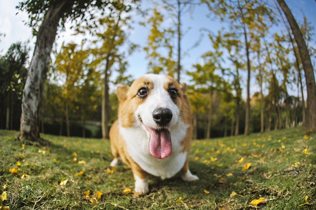 【均木纪实宠物摄影】