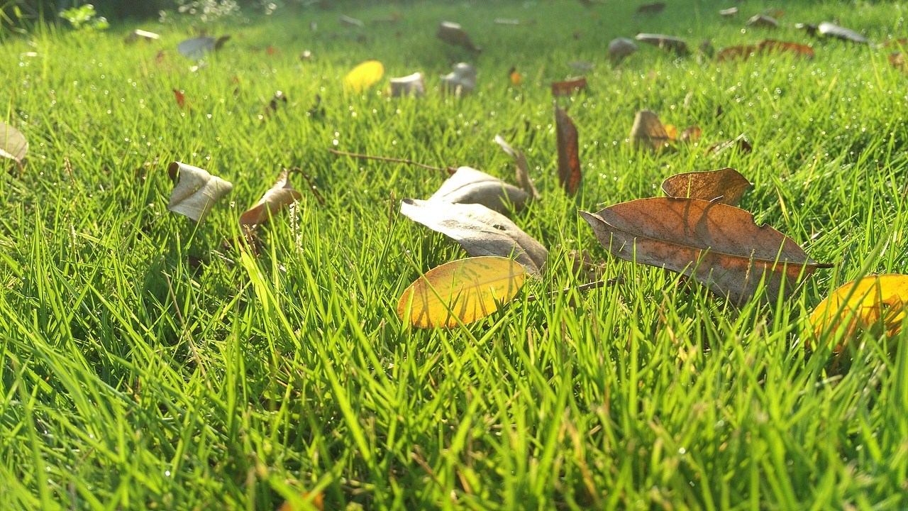 青青草地叶上珠。秋天清晨