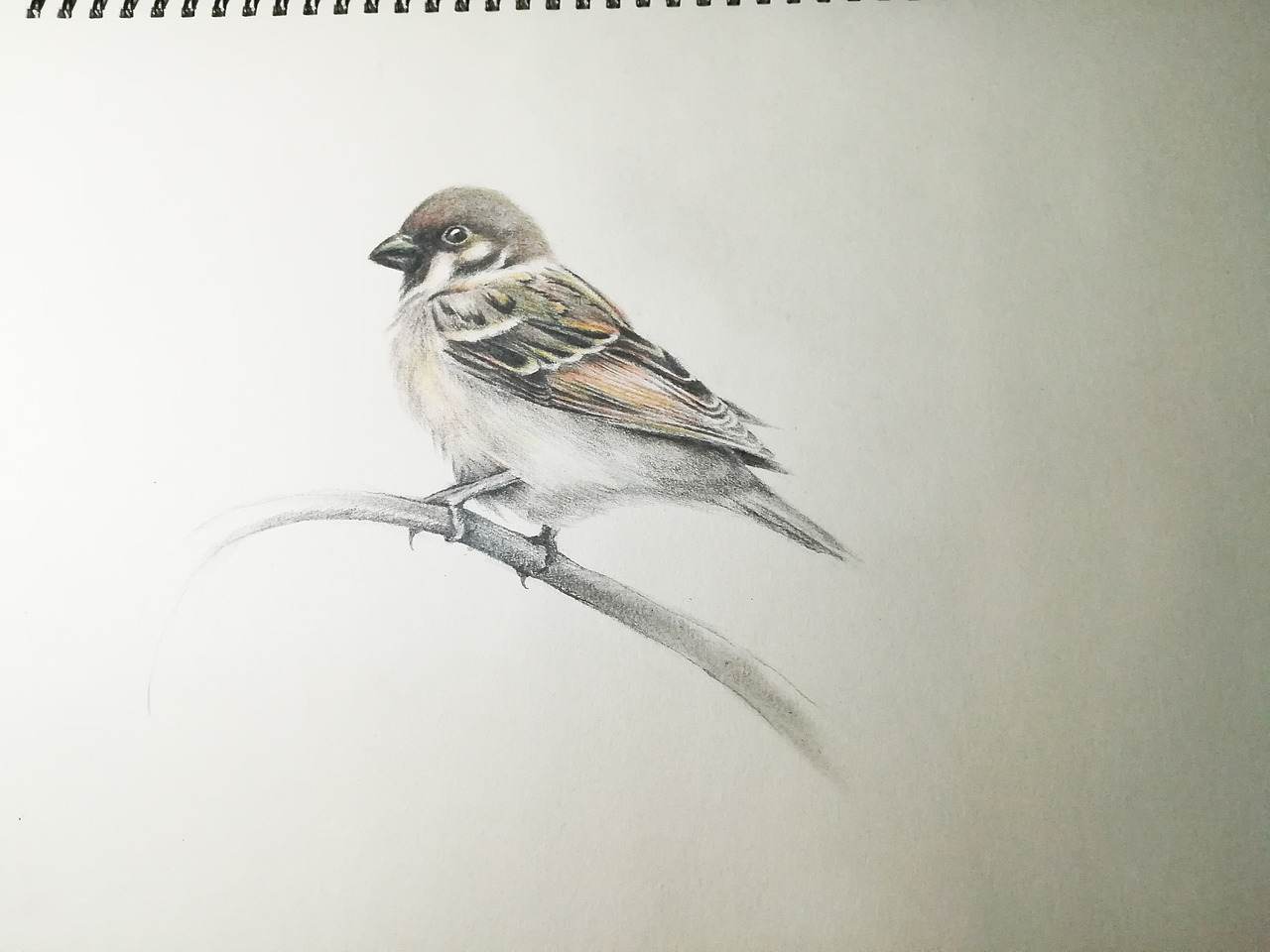 sparrow