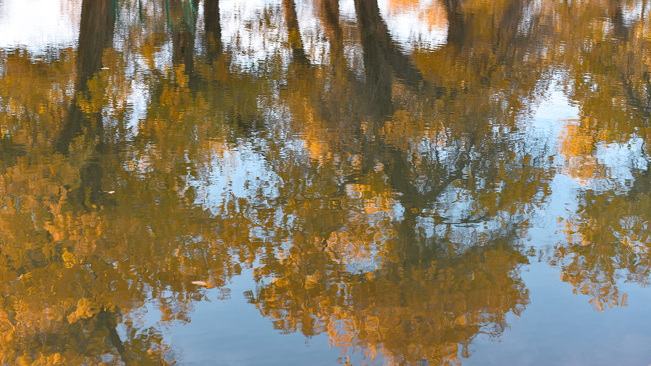 十月的额济纳胡杨