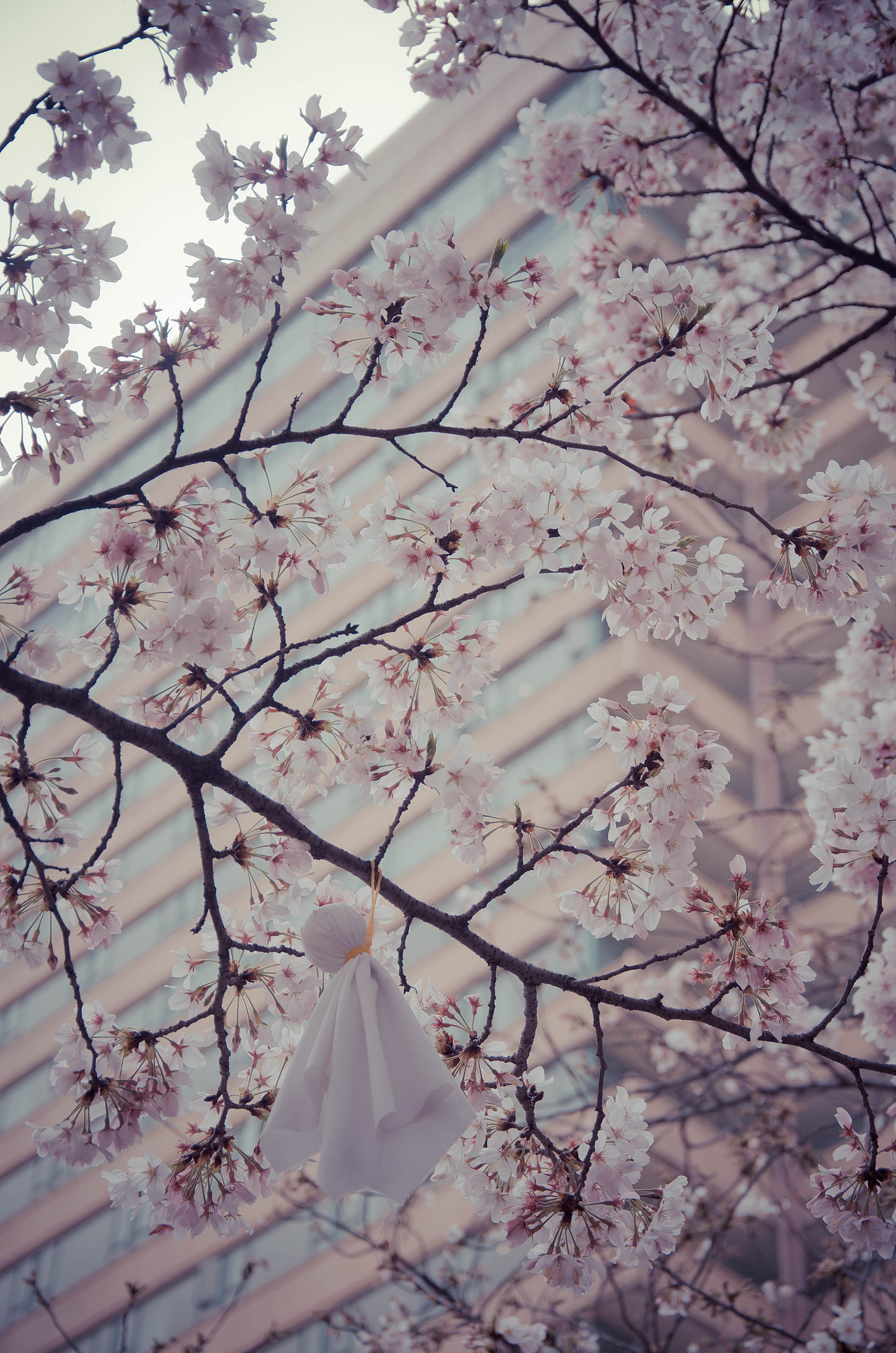 五步一景 十步一色（图ZMjU0MTI0NTUy） - 环境/建筑摄影 - 站酷设计师Z39085363原创素材 - 站酷ZCOOL