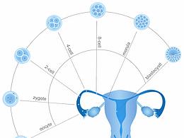 论文插图系列之胚胎发育图v2