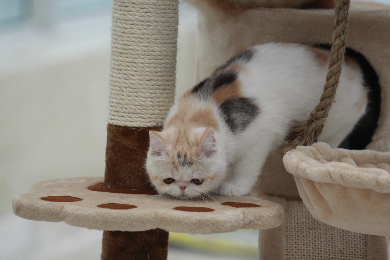 第一次尝试拍小猫崽子们