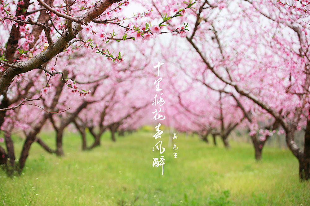 十里桃花醉春风
