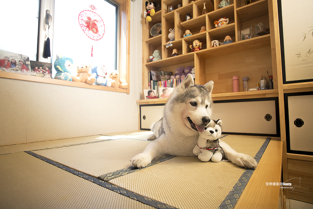 Dante宠物摄影上门拍摄
