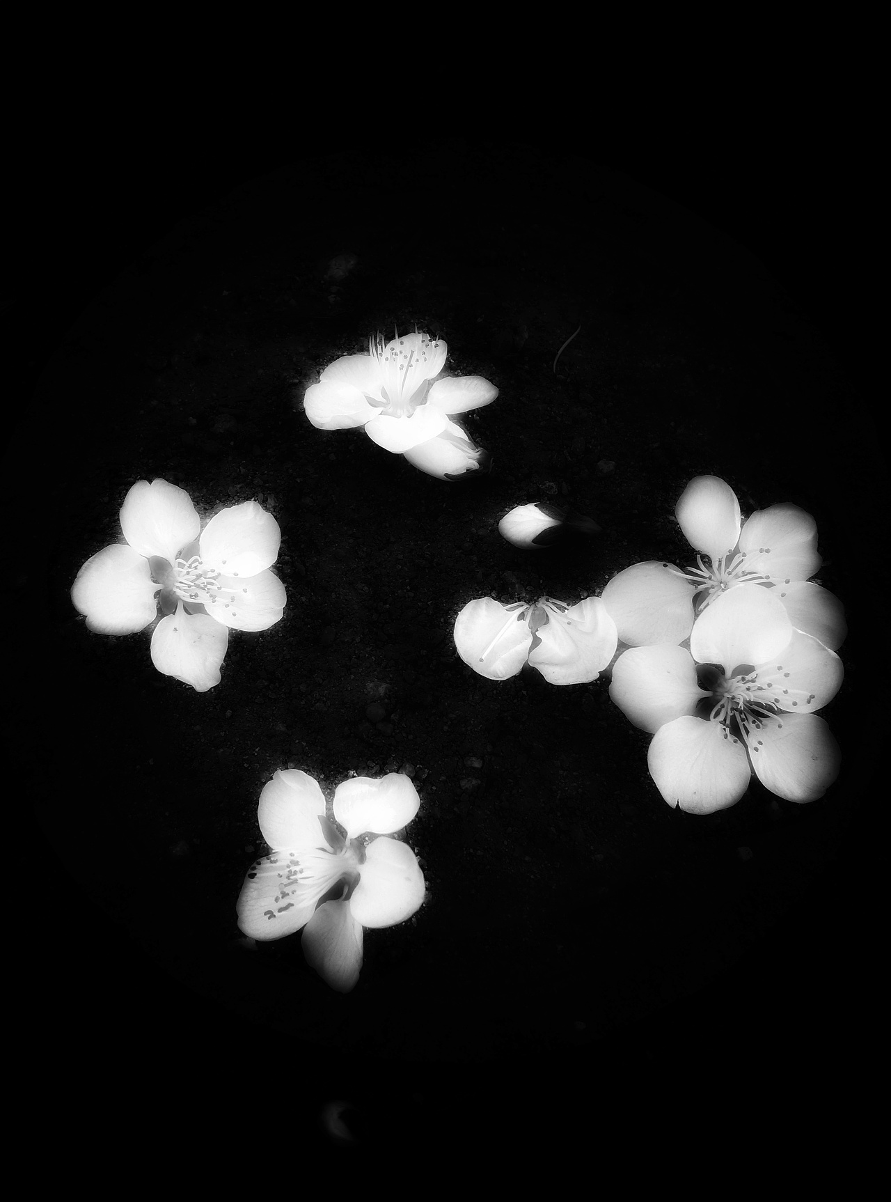 落花