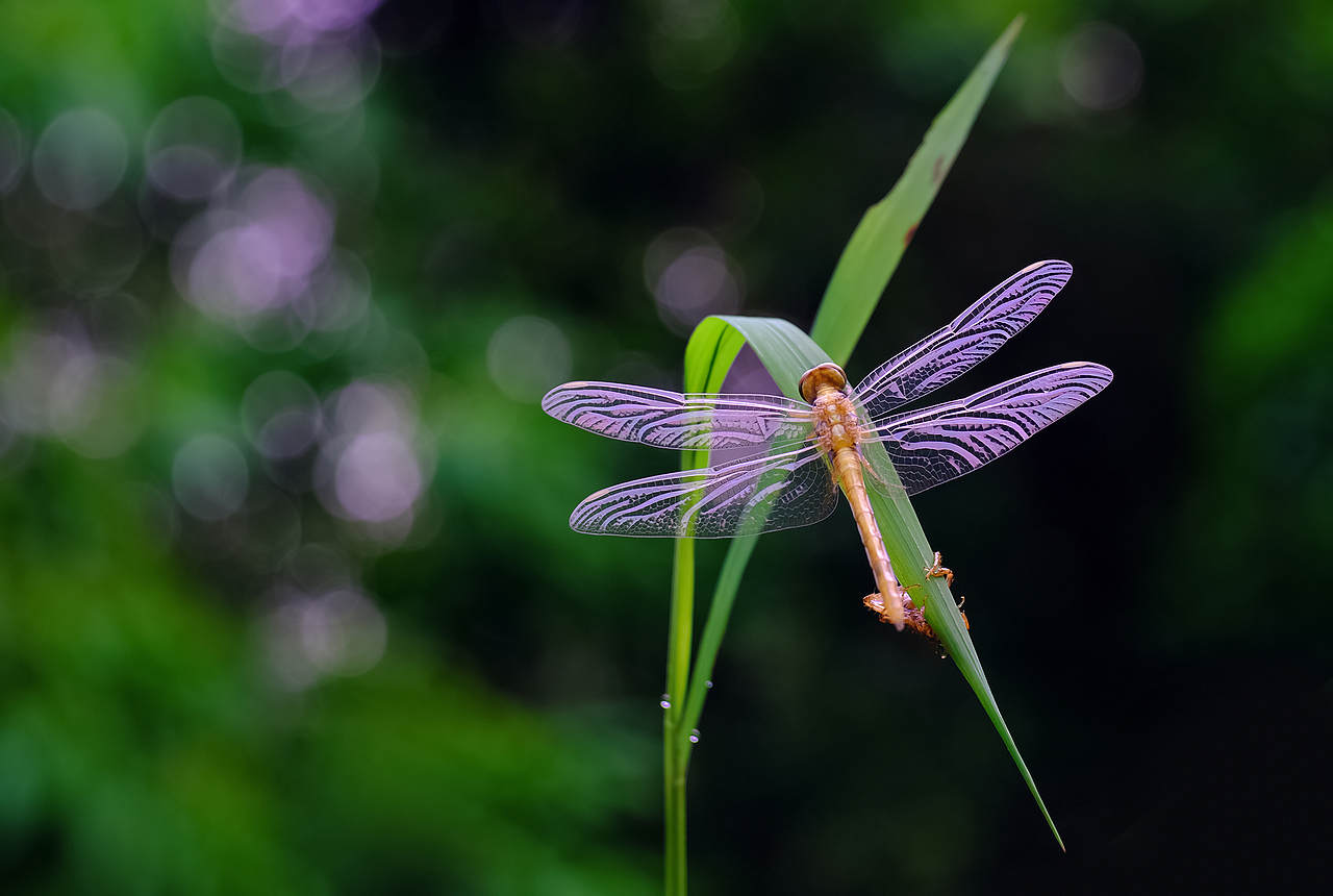 微距摄影小品分享站酷（图ZMTUxNDkxNTA4） - 风光摄影 - 站酷设计师瓜哥微距摄影原创素材 - 站酷ZCOOL