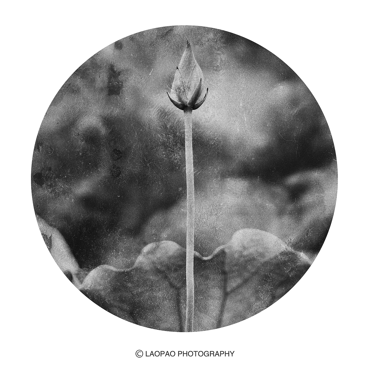 景，荷（图ZMjExNTk1Mzg4） - 人文/纪实摄影 - 站酷设计师老炮叔叔原创素材 - 站酷ZCOOL