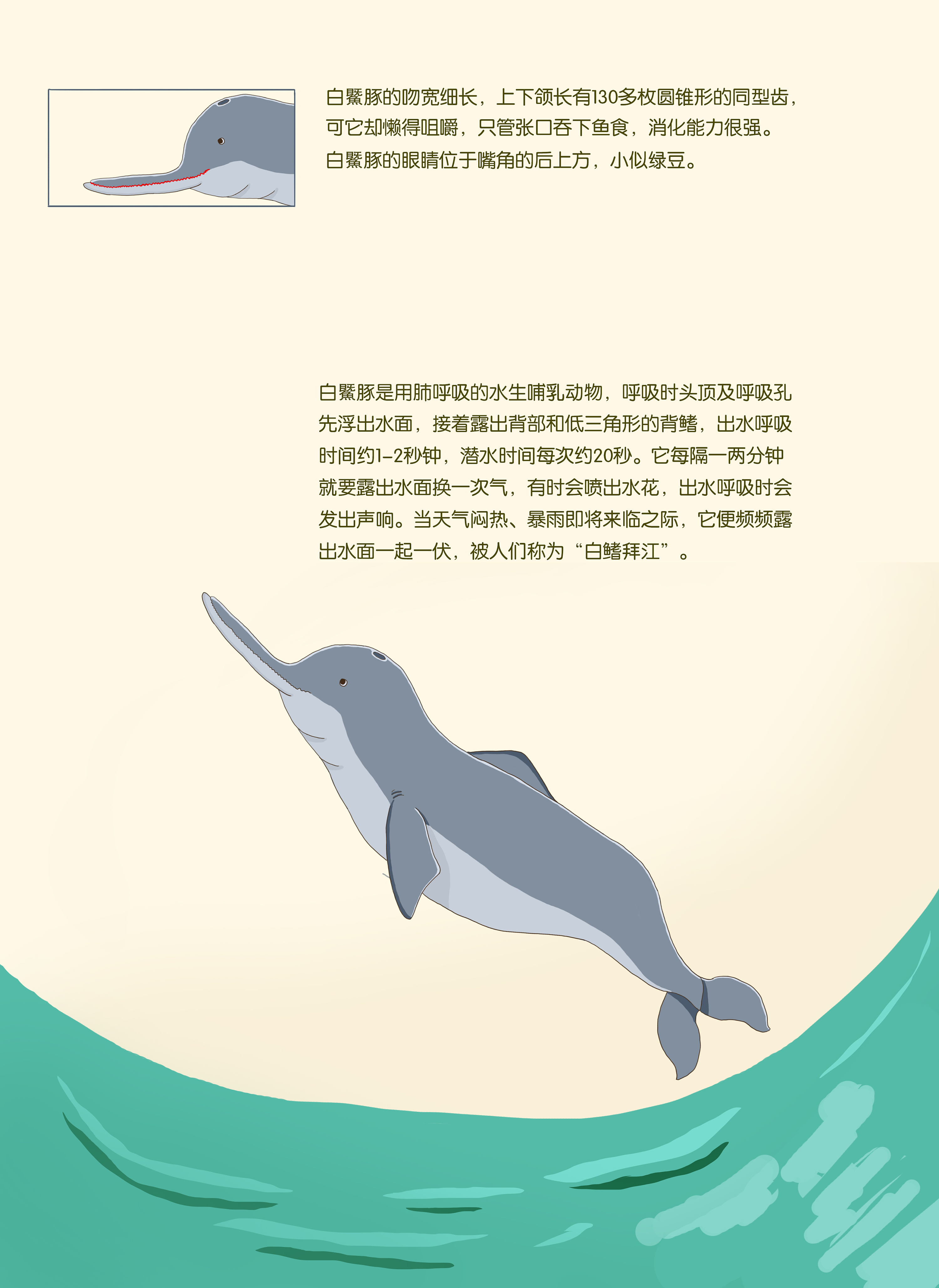 保护白鳍豚英文海报图片