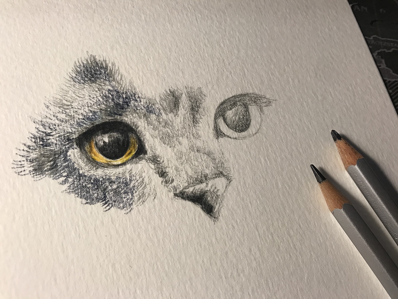 英短蓝猫的颜色