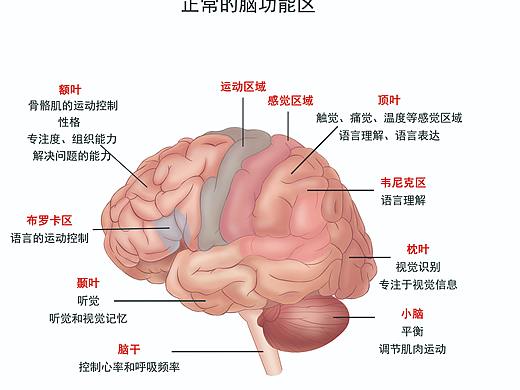 一些人体内脏器官图