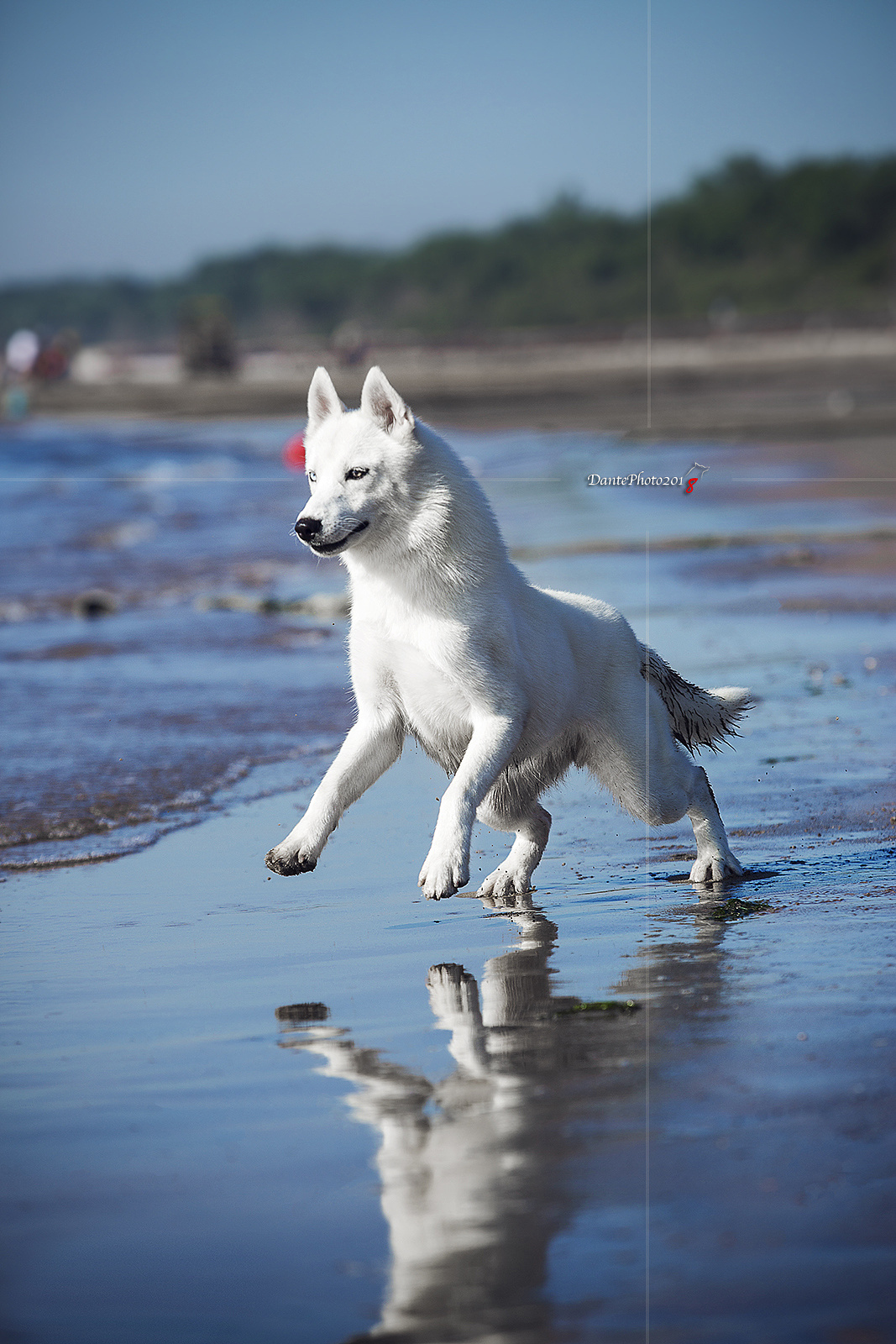 海边走一波|摄影|动物|dantephoto - 原创作品 - 站酷 (zcool)