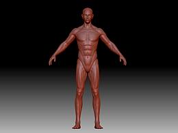 人體結(jié)構(gòu)