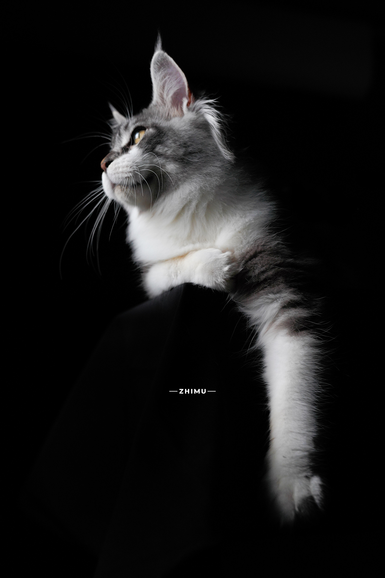 宠物摄影源计划-Wukong（图ZMjYwNjQ3NzI4） - 宠物摄影 - 站酷设计师至牧原创素材 - 站酷ZCOOL