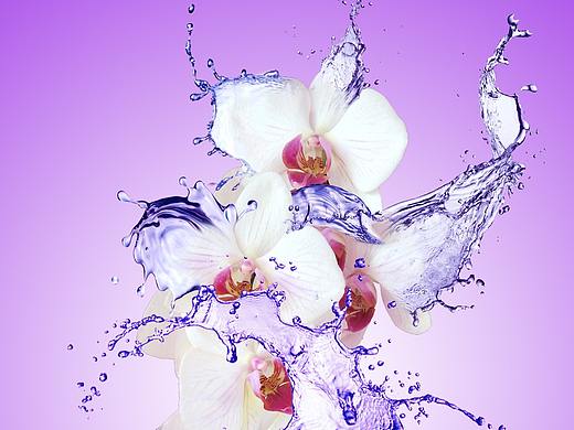 女人花（個人主頁-ZMjk0Mjg4NDQ=） - 繪畫 - 站酷設計師酒謫仙原創(chuàng)素材 - 站酷ZCOOL