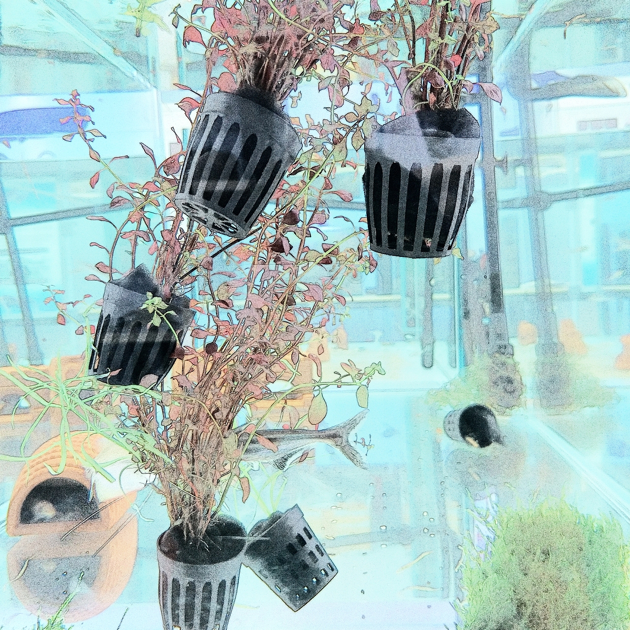 鱼（图ZMTIwMDA3MjAw） - 宠物摄影 - 站酷设计师树据库原创素材 - 站酷ZCOOL