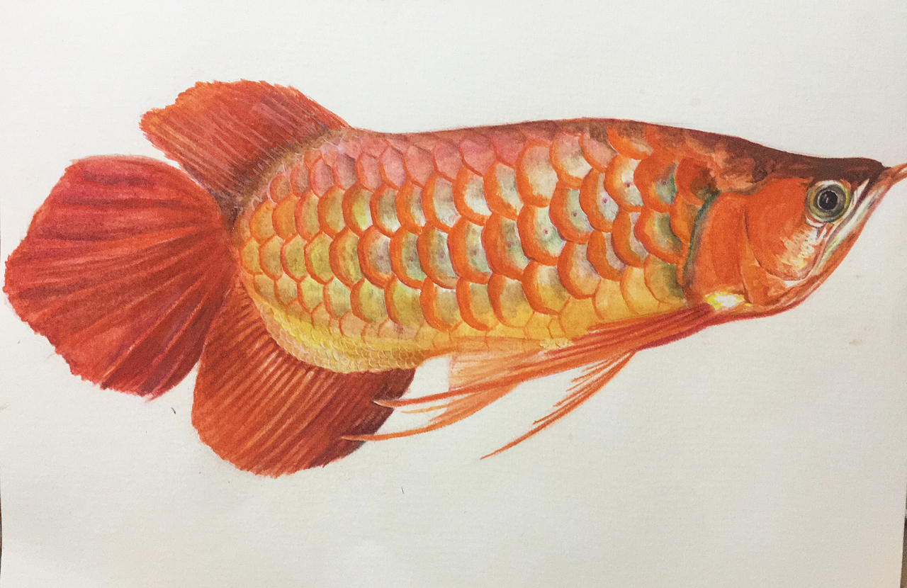 "跃来跃牛"产品周边系列电影《开心家族》插画龙鱼证书设计我的恐乐