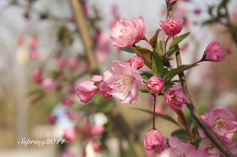 四月芳菲——垂丝海棠（图ZMjcyNzI0MA==） - 风光摄影 - 站酷设计师慢熟的兔子原创素材 - 站酷ZCOOL
