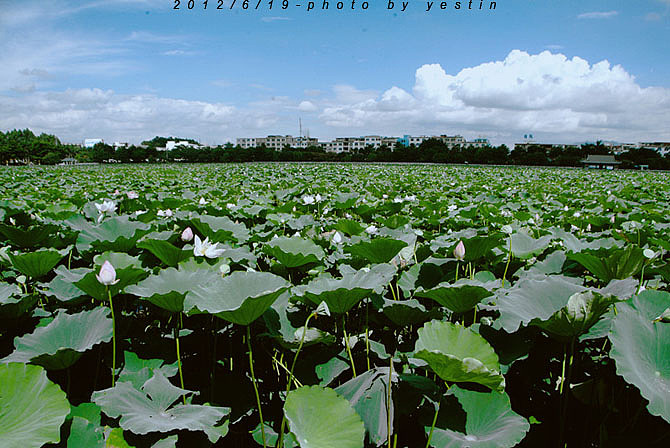 出淤泥而不染 濯清涟而不妖-桥头观莲