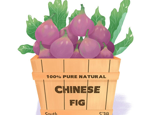 手绘插画｜无花果