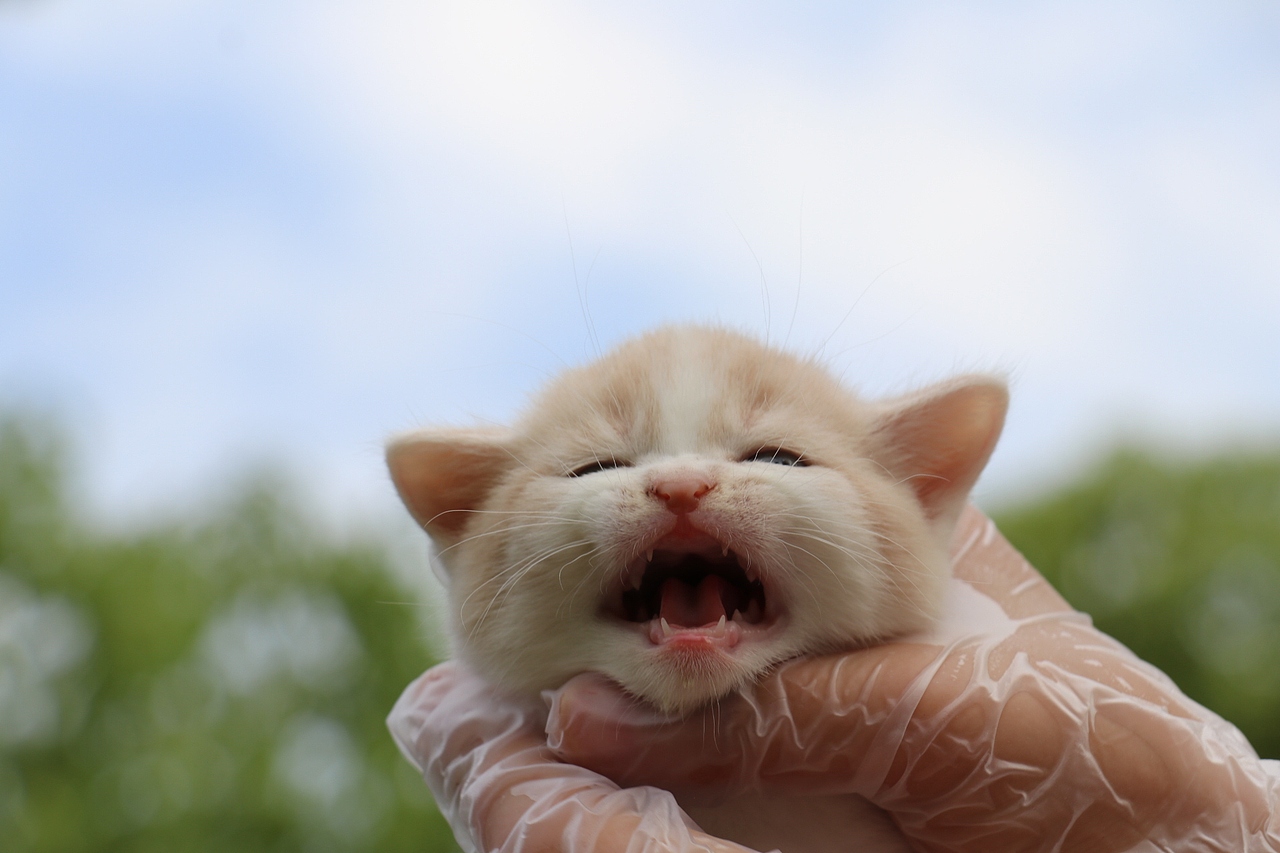 双血统英短\0508英短乳白梵公-熊二-27day450g