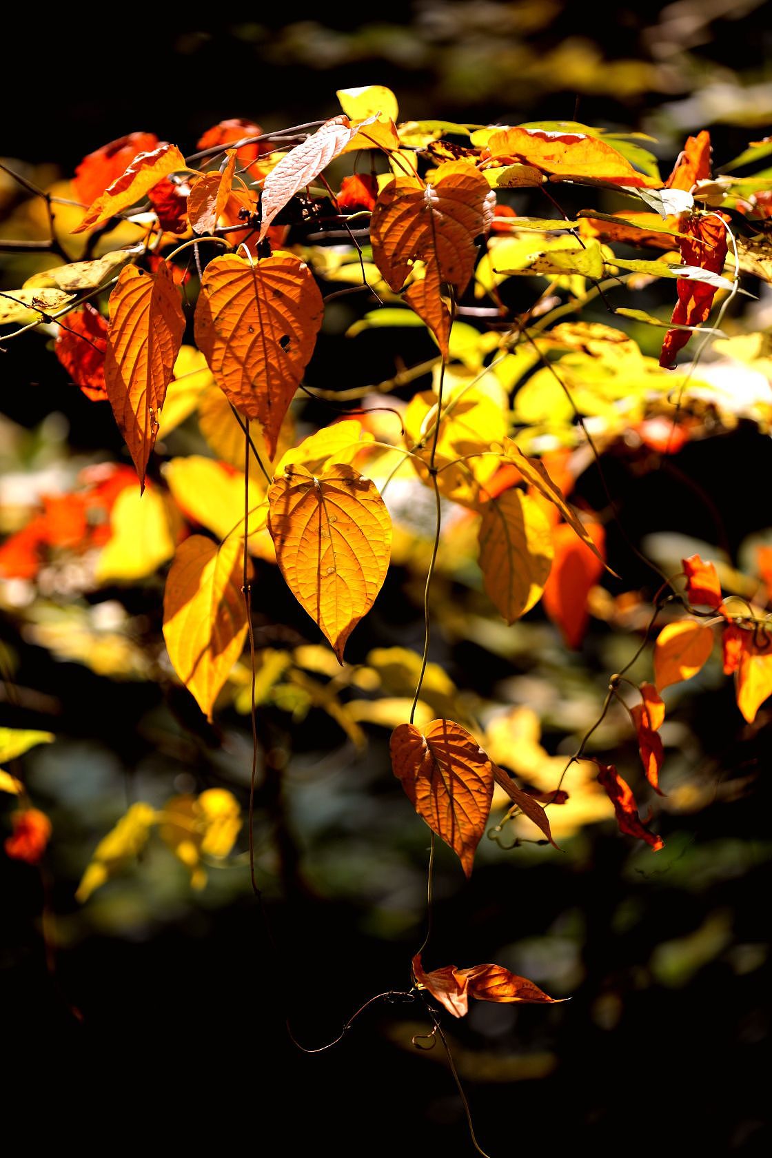 一叶知秋,醉美深秀湖