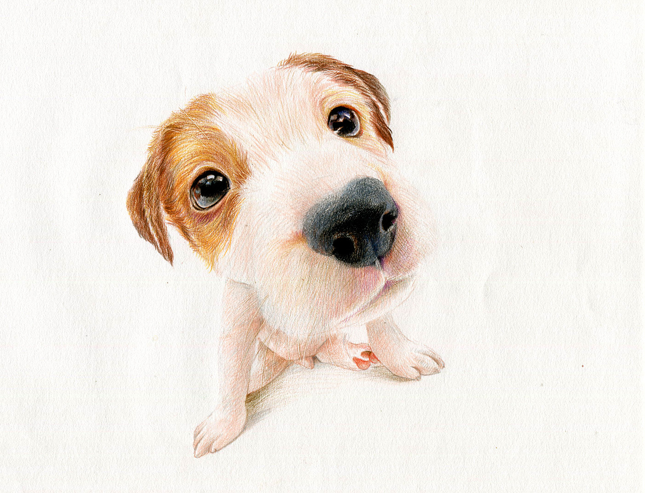 彩铅狗狗——杰克罗素梗犬（图ZMzU5NTAxMjg=） - 绘画 - 站酷设计师箐莜菲菲原创素材 - 站酷ZCOOL
