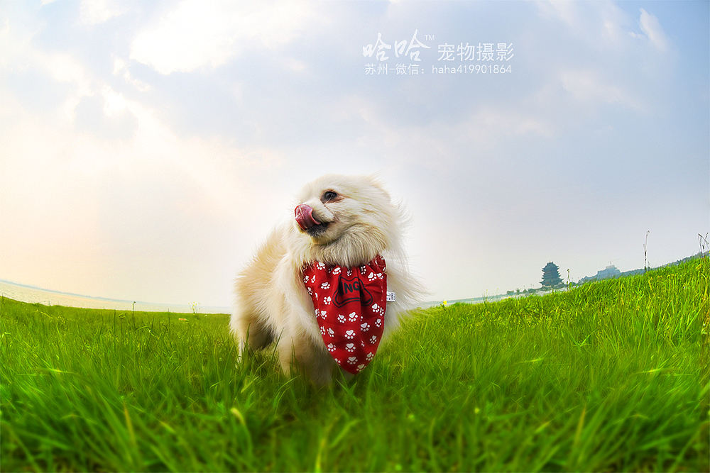皮蛋~苏州阳澄湖边【哈哈宠物摄影】（图ZNDUzNDUyMzI=） - 宠物摄影 - 站酷设计师韩晨1990原创素材 - 站酷ZCOOL