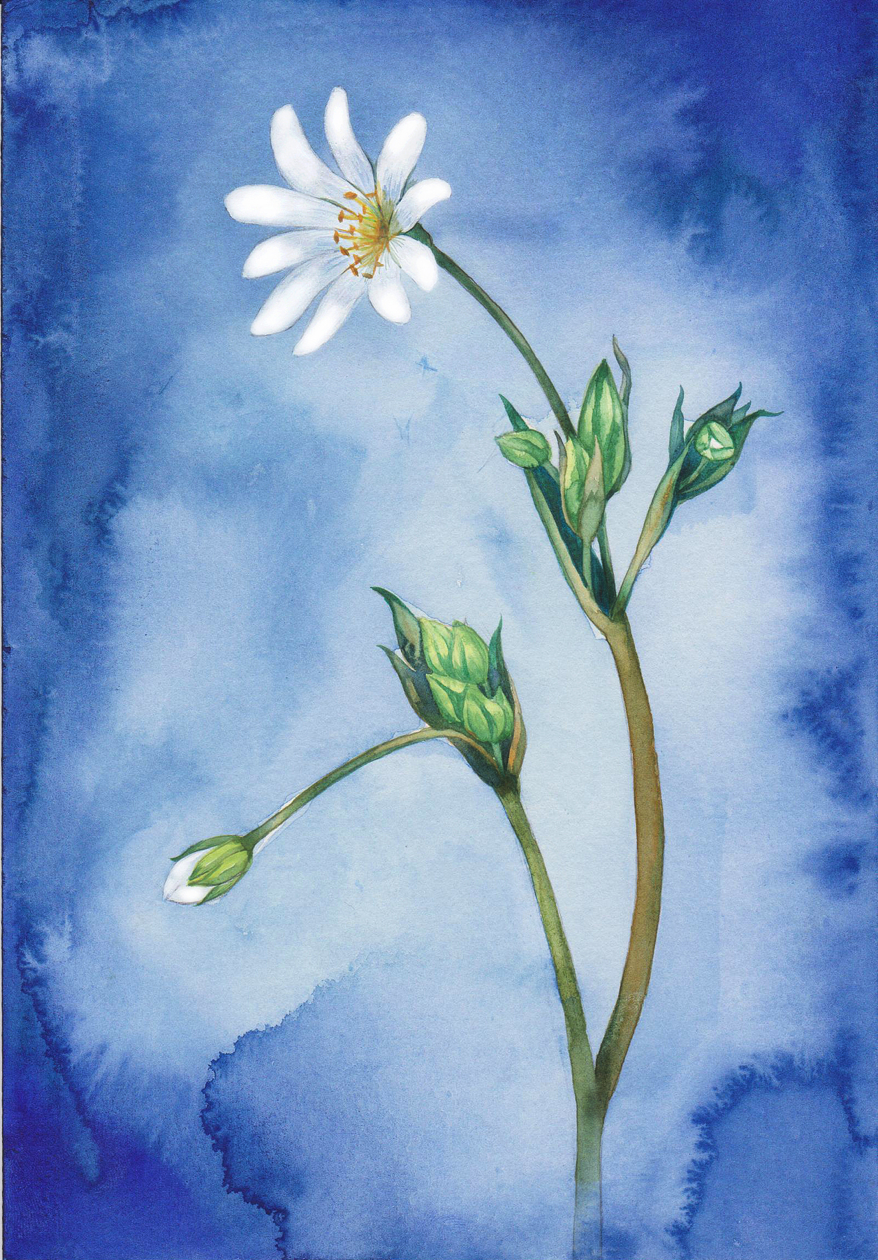 最近日繪練習(xí)（附小過(guò)程)（圖ZNDI1Mjg4OTI=） - 創(chuàng)作習(xí)作 - 站酷設(shè)計(jì)師吳都Jasmine原創(chuàng)素材 - 站酷ZCOOL