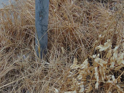 摄影2020.11.3-11.6(下)