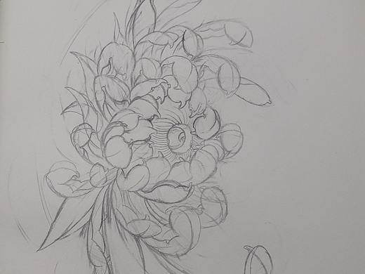 菊花手稿设计