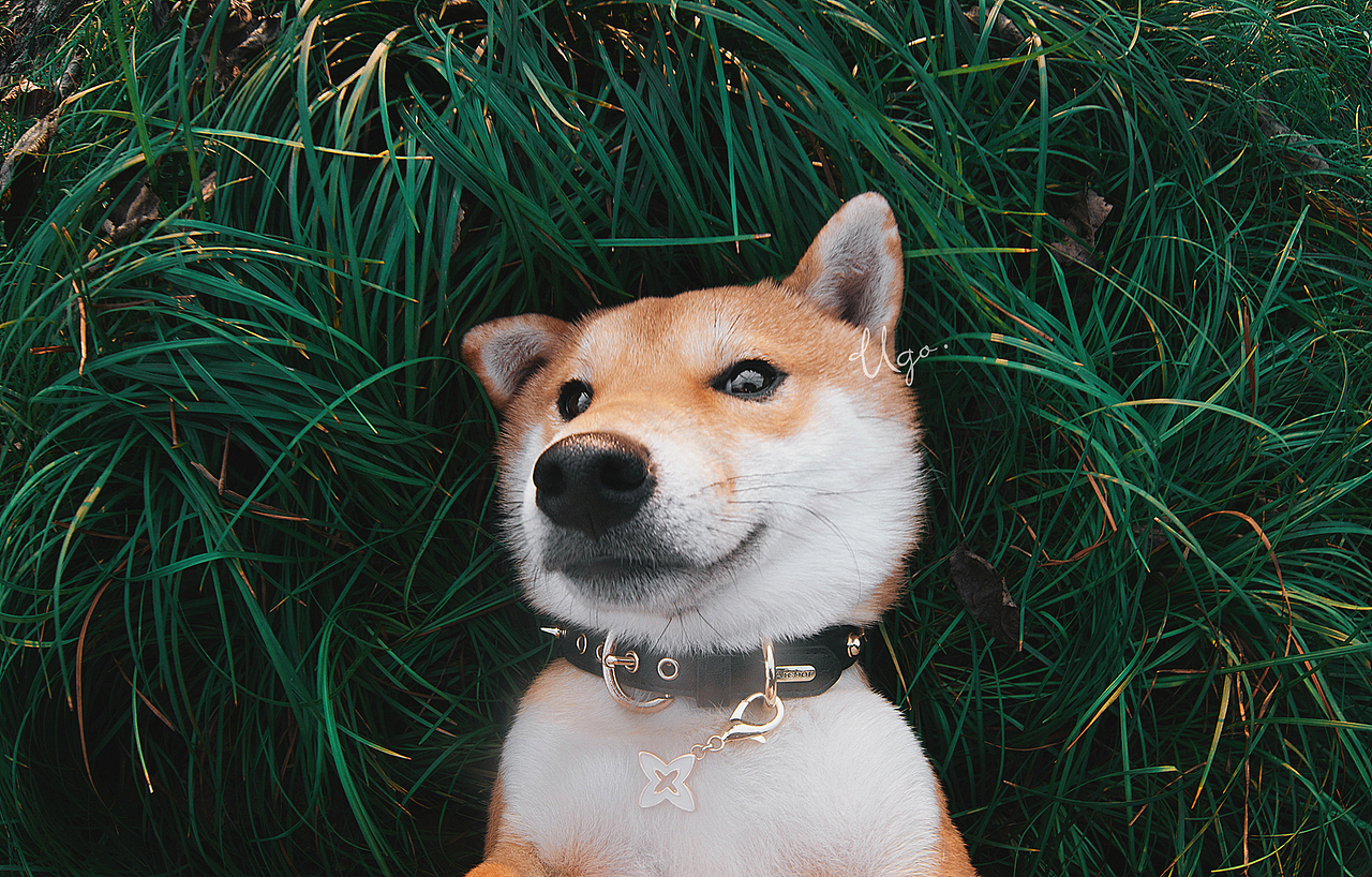 gazing凝视【动物摄影师何某某个人作品28】