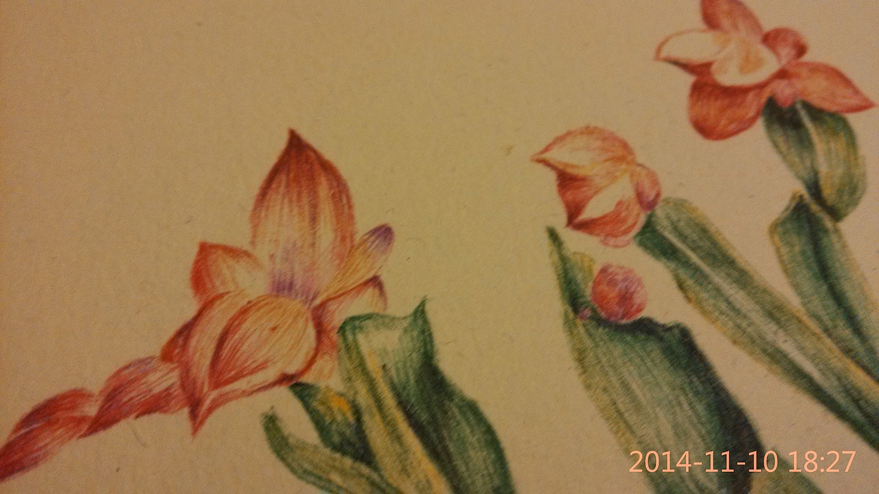 圆珠笔画——蟹爪兰（图ZMjE1NDExMDA=） - 绘画 - 站酷设计师简一原创素材 - 站酷ZCOOL