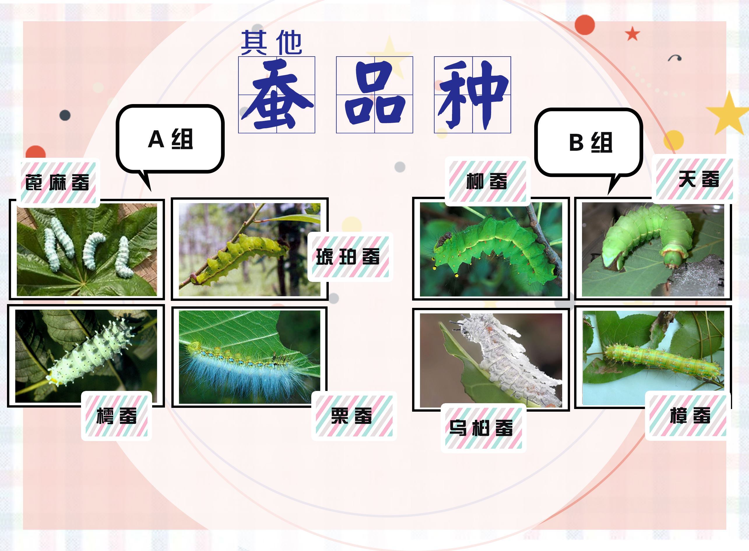 蚕趣馆 墙面展示