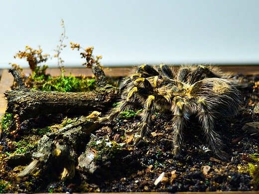 巴西巨人金直间捕鸟蛛